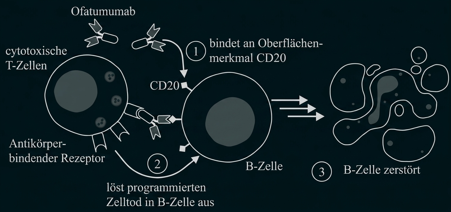 Schematische Darstellung: Ofatumumab bindet CD20 an B‑Zelle, löst zellulären Tod aus und führt zur Zerstörung der B‑Zelle.